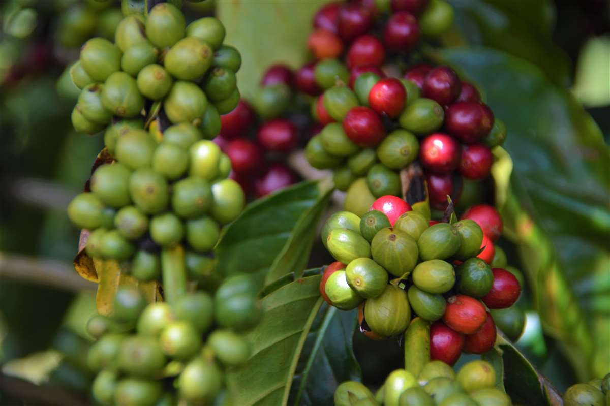 Novo preço mínimo para a saca de café conilon robusta de Rondônia durante a  safra de 2021/22 é estabelecido