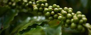 Práticas sustentáveis ampliam retenção de carbono na cafeicultura capixaba