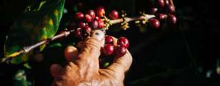Preocupação contínua com estoques globais reduzidos e desafios na produção de café