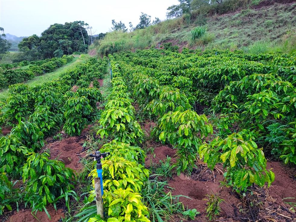 Agência Minas Gerais  Cresce a produção familiar de café Conilon