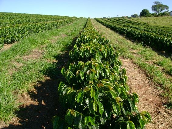 Espaçamento Na Plantação De Café Cafépoint 7480