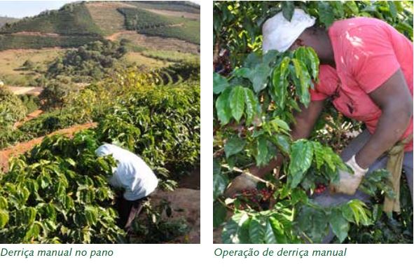 Café conilon: colheita e preparo